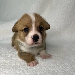 Cooper - Red male Pembroke Welsh Corgi puppy in Ocala, Florida from Osborne Corgis