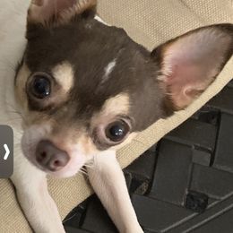 Selina - Chihuahua