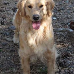 Golden Retrievers from Xanadu Goldens