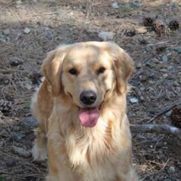 Golden Retrievers from Xanadu Goldens