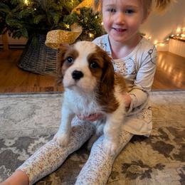 Rusty (More Red) - Blenheim male Cavalier King Charles Spaniel puppy in Grantsville, Maryland from One Big Cavy Family