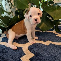 Orange - White male Boxer puppy in Athens, Georgia from Classic City Boxers