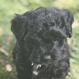Green Collar Girl - Black female Goldendoodle puppy in Colorado Springs, Colorado from Pikes Peak Doodles