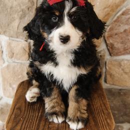 'Alpine' Red Collar Female - Tri-color female Bernedoodle puppy in Kamas, Utah from A + E Farms