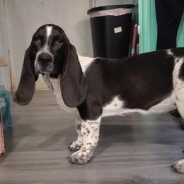 Baby girl - Black and white female Basset Hound puppy in Newton Grove, North Carolina from MGA Basset Hound