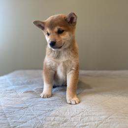 Hana - Red female Shiba Inu puppy in Monett, Missouri from Happy Tails Shiba Inus