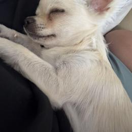 Chihuahua and Poodle Puppies from PNW PAWS