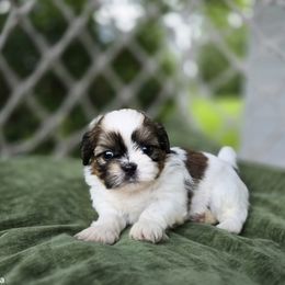 Otto - Tricolor male Shih Tzu puppy in Turbotville, Pennsylvania from Melanie's Little Lions