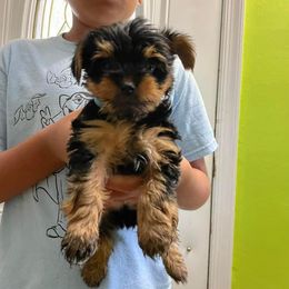 Rottweiler and Yorkshire Terrier Puppies from Superior Family Kennels