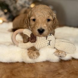 Yellow collar F - Poodle puppy from Sunset Standard Poodles
