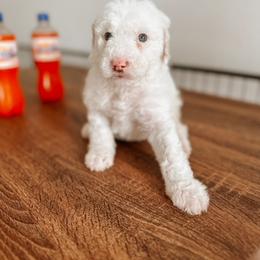 Goldendoodle Puppies from Glamorous Golden Doodles