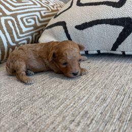 Polly - Apricot female Poodle puppy in Queen Creek, Arizona from Prestigious Toy Poodles