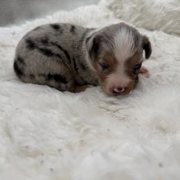 Bubbles - Blue merle female Miniature Australian Shepherd puppy in Greenville, Ohio from Arnold’s Aussies