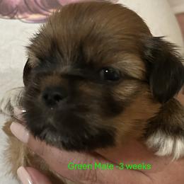 Green - Golden male Lhasa Apso puppy in Greensboro, North Carolina from Koenigplatz Kennel