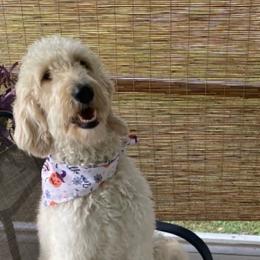 Zoey - Goldendoodle