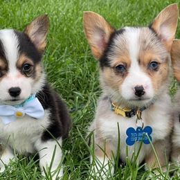 American Corgis and Pembroke Welsh Corgis from Country Corners Corgis