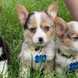 American Corgis and Pembroke Welsh Corgis from Country Corners Corgis