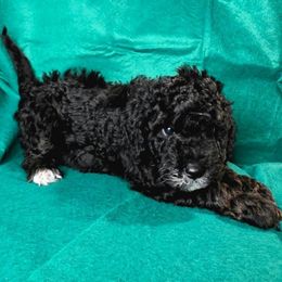 Ms Potato Head - Black female Goldendoodle puppy in Peoria,  Az, Arizona from Not Just "Golden" Doodles