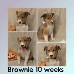 Brownie - Shetland Sheepdog puppy from Nancy Barger's Siberian Huskies