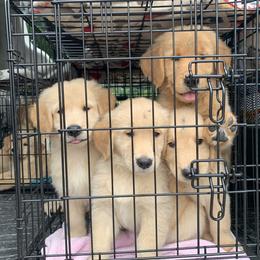 Golden Retriever Puppies from Lake Champlain Goldens