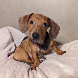 WINNIE WEENIE - Dachshund