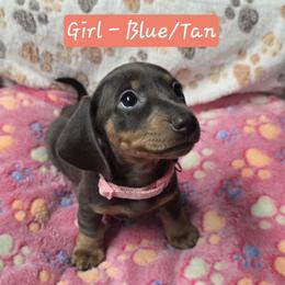 Dachshund Puppies from Rose Valley Doxies