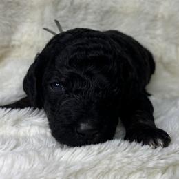 Washington - Phantom male Goldendoodle puppy in Cleveland, Georgia from The O.G. Doodles
