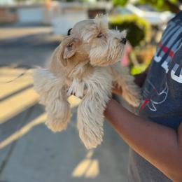 Brown collar - Wheaten male Miniature Schnauzer puppy in Santa Ana, California from The_K_Schnauzers