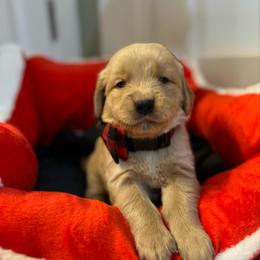 Buck - Dark golden male Golden Retriever puppy in Seville, Ohio from Retriever Ranch