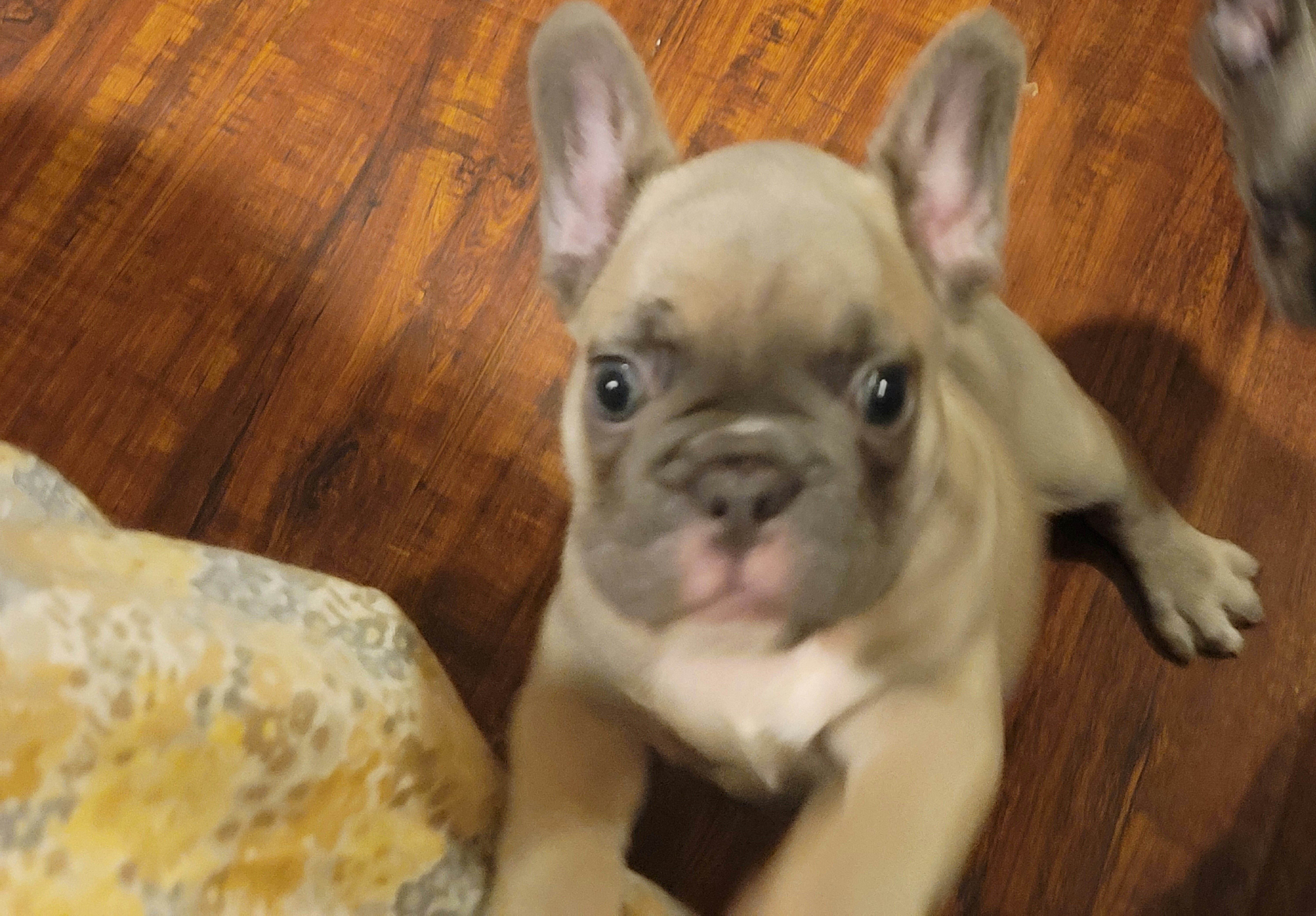 French Bulldog Puppies from Culichitown Frenchies
