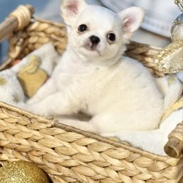 Duke - Cream and white male Chihuahua puppy in Oviedo, Florida from ROYALCHIHUAHUAPUPPY