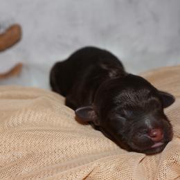 Scrumdiddlyumptious - Brown male Bernedoodle puppy in Ohio from Moore Doodles