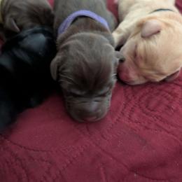 Shelby (purple collar) - Chocolate female Labrador Retriever puppy in Commerce, Oklahoma from Standing Water Kennels