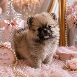 Cream Sable - Cream sable female Pomeranian puppy in Jacksonville, North Carolina from Pomeranians DelReal
