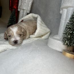 Poodle and Schnoodle Puppies from Bred by Brennen