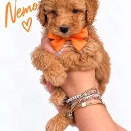 Nemo(Orange) - Red  male Poodle puppy in Stuart Fl, Florida from Lincoln & Lady Co.