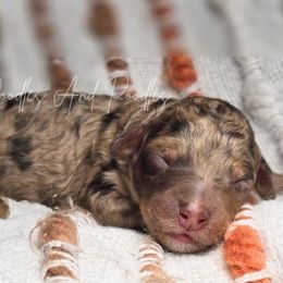 Jack-o-Lantern - Red merle female Aussiedoodle puppy in Cleveland, Georgia from Jam's Doodles And Poodles