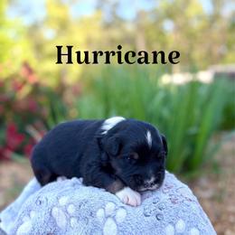 Hurricane - Black tri-color male Australian Shepherd puppy in Jena, Louisiana from Diamond 5 Aussies