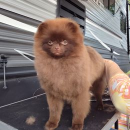 Pekingese and Pomeranian Puppies from Purple Diamonds Kennel