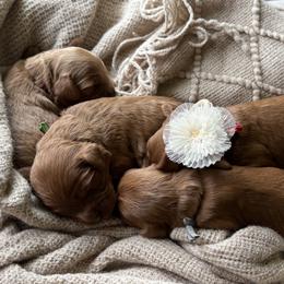 Boy 3 - male Cavapoo puppy in Pleasant Hill, Iowa from Harvest Creek