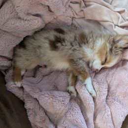 Miniature American Shepherd and Miniature Australian Shepherd Puppies from Trailside Mini Aussies