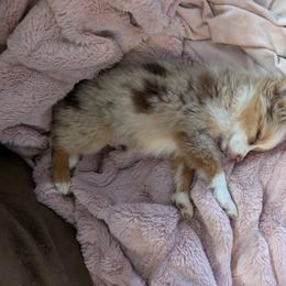Miniature American Shepherd and Miniature Australian Shepherd Puppies from Trailside Mini Aussies
