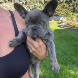Jersey lilac (brindle) from OFA certified parents - Brindle and white female French Bulldog puppy in Billings, Montana from Montana Made Frenchies