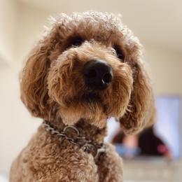 cocoa - Goldendoodle