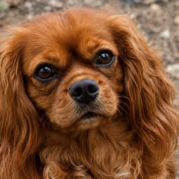 Biewer Terriers, Cavalier King Charles Spaniels, Cavatzus, and Shih Tzus from Rocky Oak Cavaliers & Biewer Terriers LLC