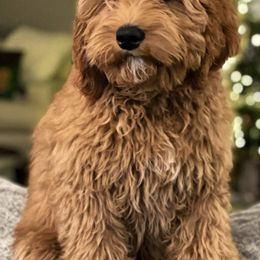 Australian Labradoodles from Foothills Labradoodles