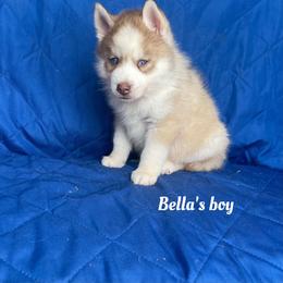 Bella's boy - Sable and white male Siberian Husky puppy in Ocala, Florida from Florida Husky Puppies
