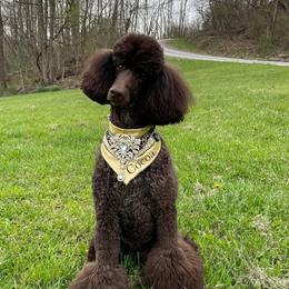 Poodle All Grown Up from Noble Hill Standard Poodles