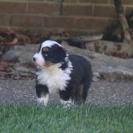 Agnes BTF - Black tri female Miniature American Shepherd puppy in Philpot, Kentucky from MarLoWin Aussies