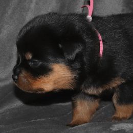 Girl 2 - female Rottweiler puppy in Shepherdsville, Kentucky from Rottie Squad Kennel